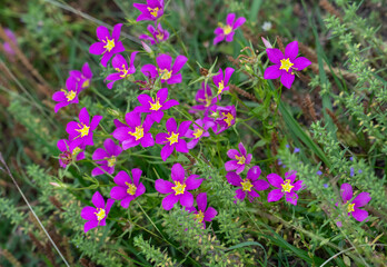 Texas Star or Sabatia campestris, flower of meadow pink, Brazos Band State Park
