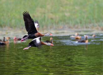 The fulvous whistling duck (Dendrocygna bicolor), Lafitte's Cove, Texas, USA