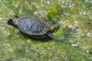 Obraz premium The red-eared slider or red-eared terrapin (Trachemys scripta elegans)
