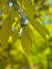 울창한 나무의 나뭇잎