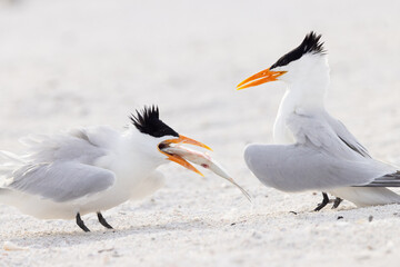 Royal tern (Thalasseus maximus) eating a fish that was given to it by another royal tern on Lido...