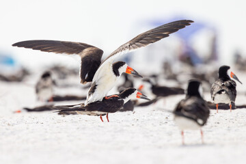 Black skimmers (Rynchops niger) breeding / mating on Lido Beach, Florida, the site of a nesting colony