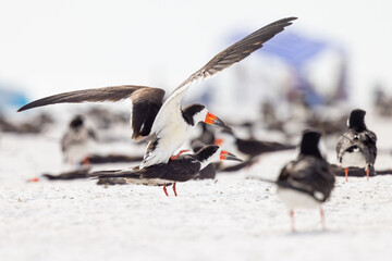 Black skimmers (Rynchops niger) breeding / mating on Lido Beach, Florida, the site of a nesting...