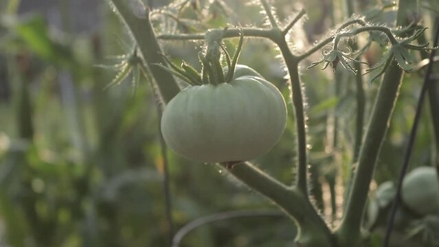 Pull-out shot of a Big Green Tomato in a Garden in the evening 