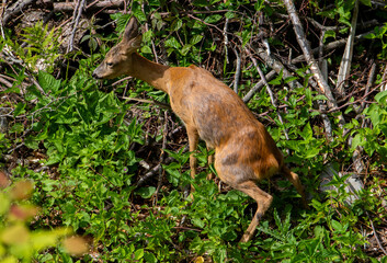 A female deer urinating among the vegetation in the natural environment