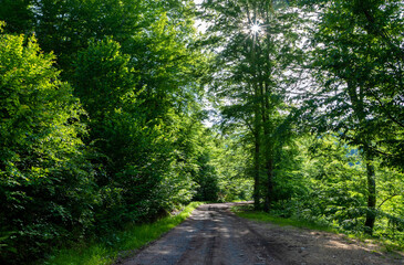 A dirt road through the green beech forest. A forest road through the wild forest