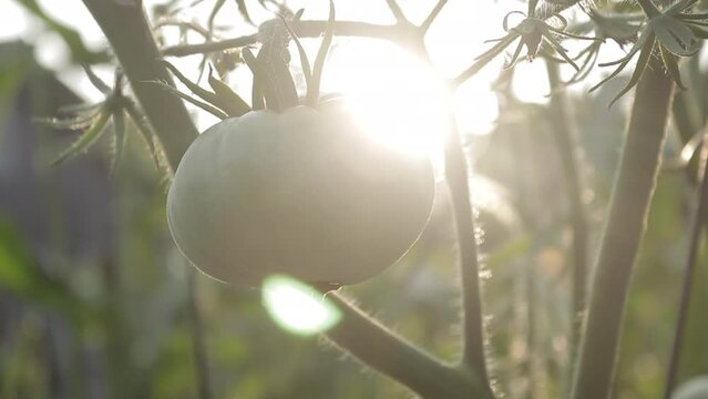Handheld Shot of a Big Green Tomato Plant growing in a Garden in the Evening Outside 