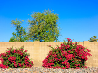 Arizona xeriscaped grounds with ornamental shrubs of crimson red Bougainvillea as informal hedge in front of block fence, Phoenix, Arizona