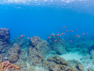 美しいホウライヒメジ（ヒメジ科）の他群れ。

日本国静岡県伊豆半島賀茂郡南伊豆町中木から渡し船で渡るヒリゾ浜にて。
2022年夏水中撮影。

A school of the Beautiful Whitesaddle goatfish and others. 

Hirizohama beach, by ferry from Nakagi, Minami-Izu-cho,  Izu Peninsu