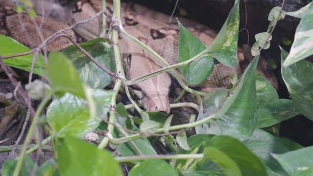 Boa Constrictor Hiding Among Vegetation - Zoom In