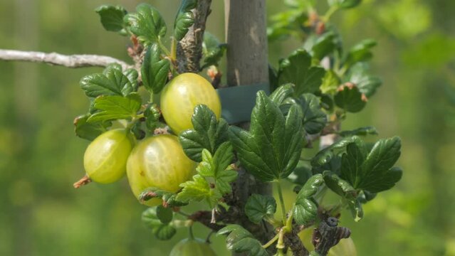 Gooseberry harvest in the field. Large green berries ripen on the bush in a warm day