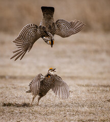 prairie chicken