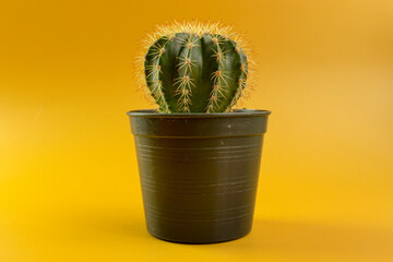 green cactus has strong roots with black plastic pots on a background © Paveena
