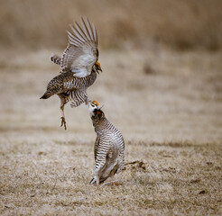 prairie chicken