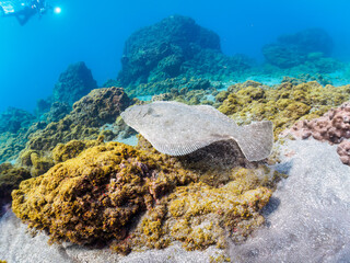 砂地に潜って完璧な擬態をする、大きく美しいヒラメ（ヒラメ科）。

日本国静岡県伊豆半島賀茂郡南伊豆町中木から渡し船で渡るヒリゾ浜にて。
2022年夏水中撮影。

A large, beautiful Bastard Halibut, Olive Flounder (Paralichthys olivaceus) that dives in the sand and mimics perfectly