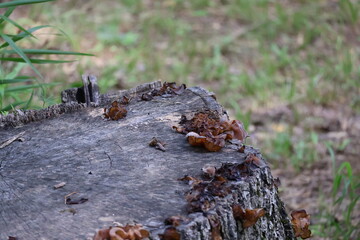 Mushrooms on Stump