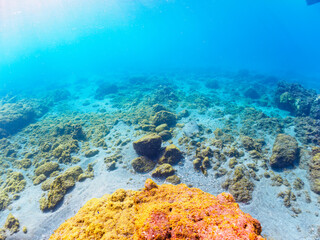 Fototapeta premium 砂地に潜って完璧な擬態をする、大きく美しいヒラメ（ヒラメ科）。日本国静岡県伊豆半島賀茂郡南伊豆町中木から渡し船で渡るヒリゾ浜にて。 2022年夏水中撮影。A large, beautiful Bastard Halibut, Olive Flounder (Paralichthys olivaceus) that dives in the sand and mimics perfectly