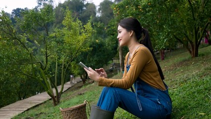 Young Asian woman sitting in orchard, using phone. Woven basket filled with oranges beside her....