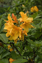 Orange Rhododendron growing in the Hermannshof Gardens in Weinheim, Germany.