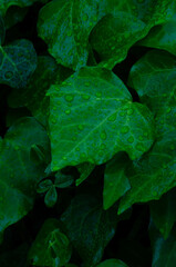 green leaves in the rain