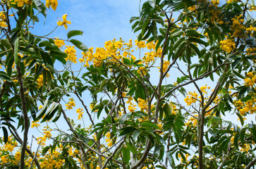 yellow flowers of blue sky