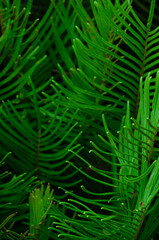 fern leaves, background, nature, green. life, forest, paramo