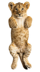 Cute lion cub lying on back and showing belly isolated on white or transparent background, png clipart, design element. Easy to place on any other background.