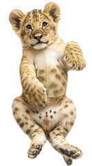 Fototapeta premium Cute lion cub lying on back and showing belly isolated on white or transparent background, png clipart, design element. Easy to place on any other background.