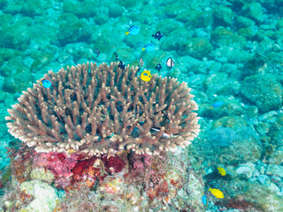 美しいテーブルサンゴと可愛いナンヨウハギ（ニザダイ科）、フタスジリュウキュウスズメダイ、ミツボシクロスズメダイ（スズメダイ科）、スミツキトノサマダイ（チョウチョウウオ科）他の幼魚の群れ。

日本国静岡県伊豆半島賀茂郡南伊豆町中木から渡し船で渡るヒリゾ浜にて。
2022年夏水中撮影。

Palette surgeonfish (Fragtail surgeonfish), Reticulated D