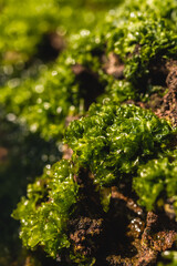 green moss on the stone   green seaweed on the beach during sunny day © AniciCreativeMedia 