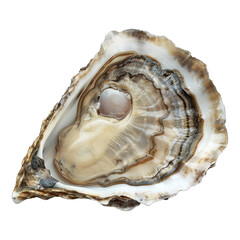 Naklejka premium Oyster isolated on white background