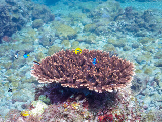 美しいテーブルサンゴと可愛いナンヨウハギ（ニザダイ科）、フタスジリュウキュウスズメダイ、ミツボシクロスズメダイ（スズメダイ科）、スミツキトノサマダイ（チョウチョウウオ科）他の幼魚の群れ。

日本国静岡県伊豆半島賀茂郡南伊豆町中木から渡し船で渡るヒリゾ浜にて。
2022年夏水中撮影。

Palette surgeonfish (Fragtail surgeonfish), Reticulated D