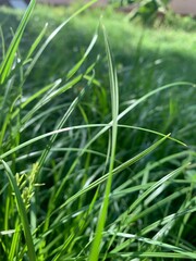 grass and dew