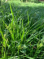green grass in the morning