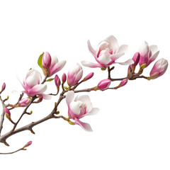 Obraz premium Illustration of beautiful blooming magnolia branch with pink flowers. Floral decorative element on transparent background. PNG clip art element.