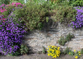 Mauer mit bunten Pflanzen, Blumen und Blüten im Frühling