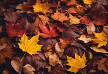 Fototapeta premium A close-up view of colorful autumn leaves scattered on the ground, featuring shades of yellow, orange, red, and brown.