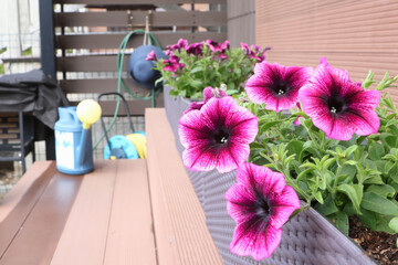 Bright ampel blooming flowers in long flowerpots on patio. Backyard and garden. 