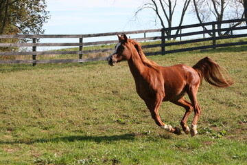 Arabian horror galloping through field