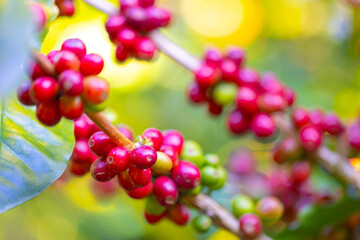 Coffee plantation, Coffee beans on tree. Fresh red and green coffee beans on trees Coffee beans harvesting in mountain.