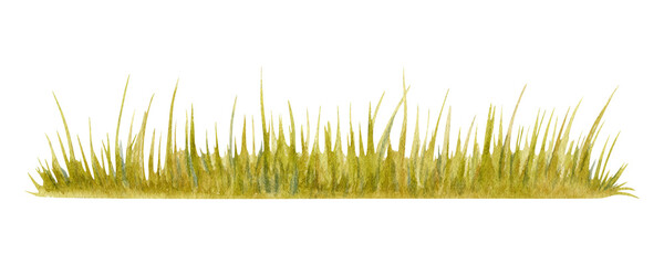 Green grass. Long strip of lawn. Park, garden, forest or field vegetation backdrop. Watercolor illustration on transparent background. Hand drawn botanical design element for natural compositions.