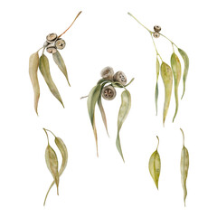 Gum tree leaves set. Eucalyptus green and dry foliage. Watercolor illustration on transparent background. Hand drawn botanical element for Australian endemic nature prints, posters and card designs © Svetlana
