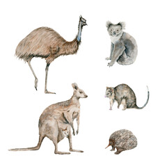 Australian native animals set with kangaroo, koala and echidna. Emu ostrich bird and ringtail possum hand drawn elements collection. Watercolor illustration collection on transparent background
