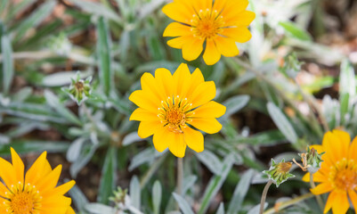A yellow flower found in a flower garden. Gazania longiscapa