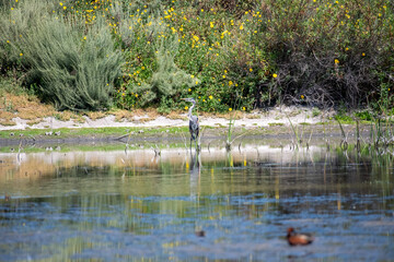 A Great Blue Heron in a marsh