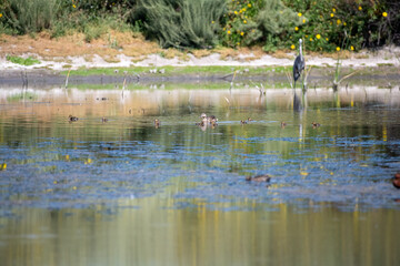 Mother and baby ducks on a pond in the spring