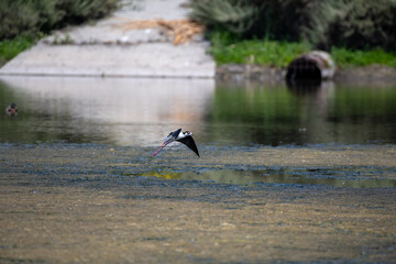 Black Necked stilt in a marsh setting