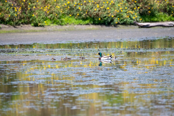 Baby Ducks on a pond in the springtime
