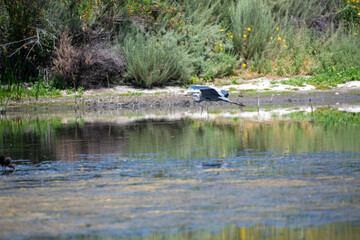A Great Blue Heron in a marsh