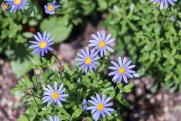 Blue Daisy with a cobalt blue color. blue felicia, blue daisy bush, blue marguerite,...